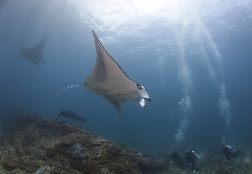 Picture of Dive with Manta Rays, attraction