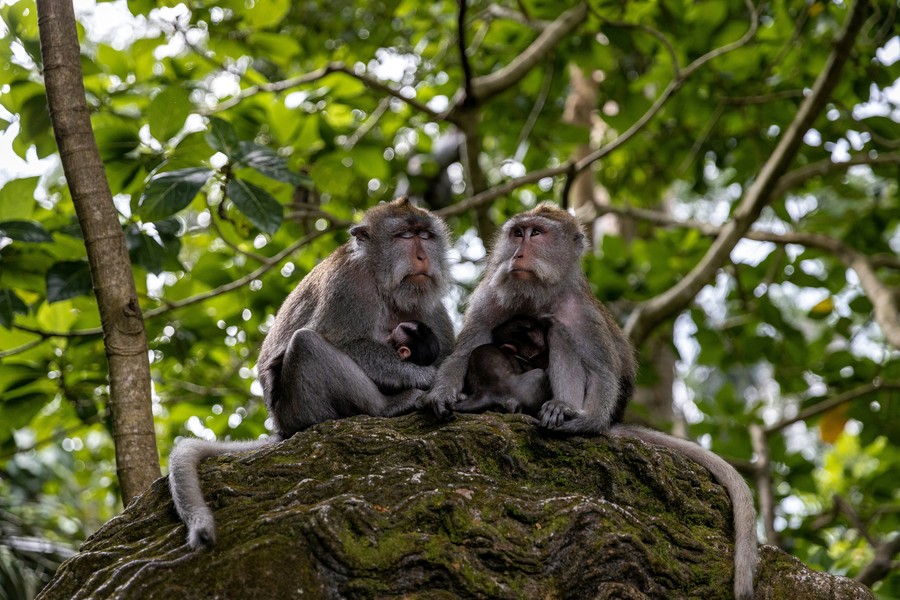 Picture of Sacred Monkey Forest Sanctuary, attraction