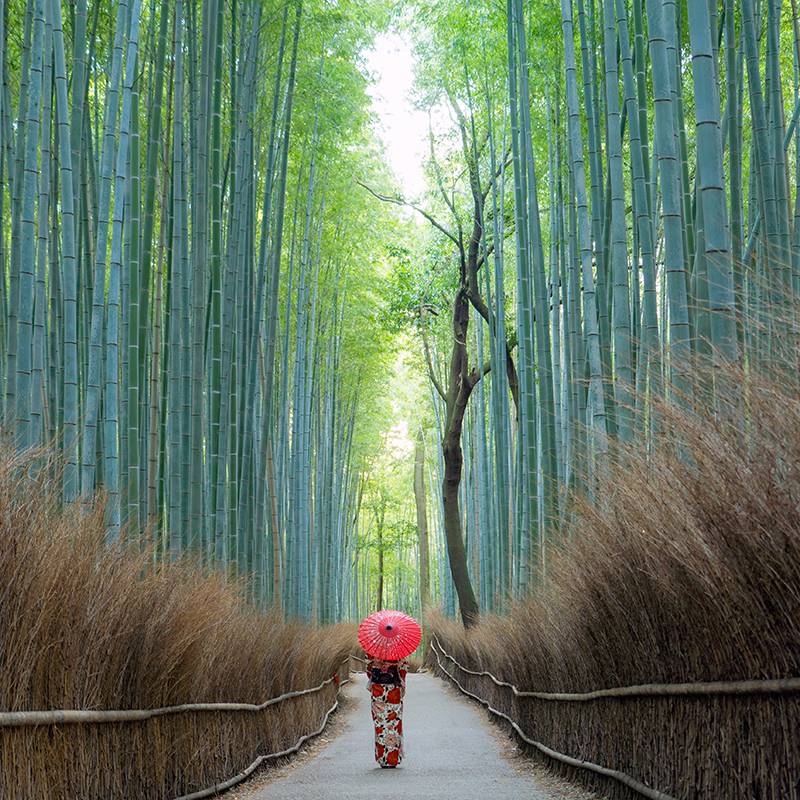 Picture of Bamboo Forrest, attraction