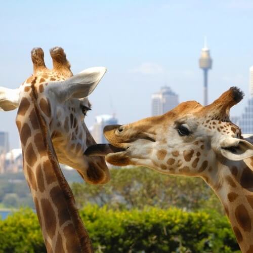 Picture of Taronga Zoo, attraction