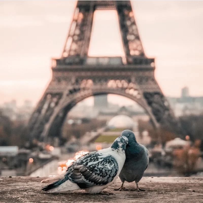 Picture of France, Paris, Nice, Bordeaux