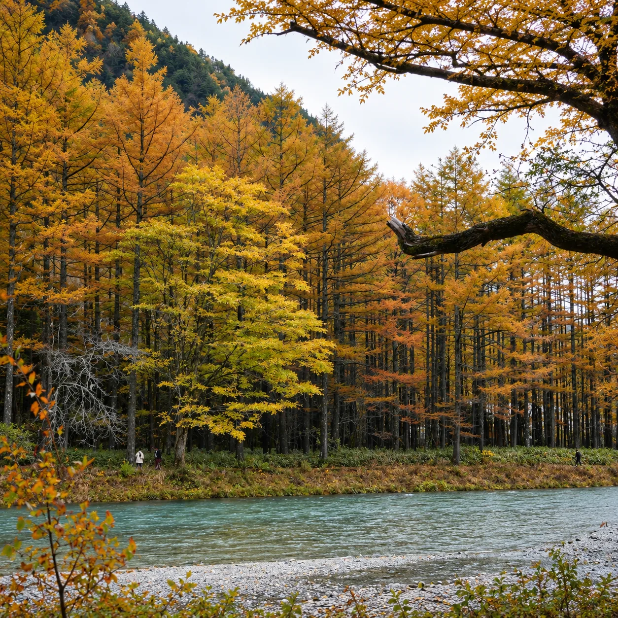 Autumn trees reflect upon a tranquil river.png